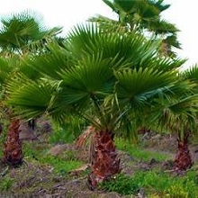 washingtonia plant