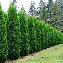 junipers plant